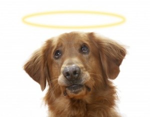 7000276-a-golden-retriever-dog-on-a-white-background-wearing-a-halo